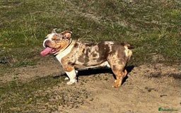 English Bulldog dogs for stud: STUD available - north east / North Yorkshire  - Image 4