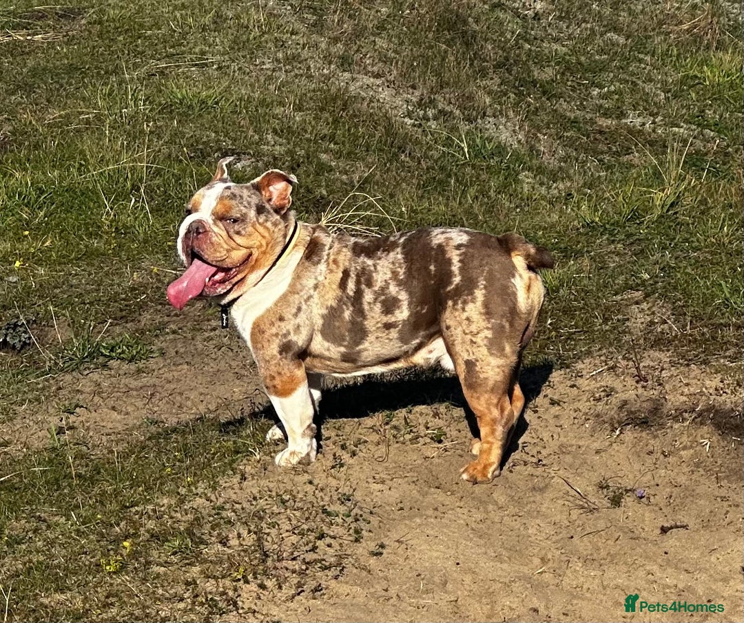 English Bulldog dogs for stud: STUD available - north east / North Yorkshire  - Image 4