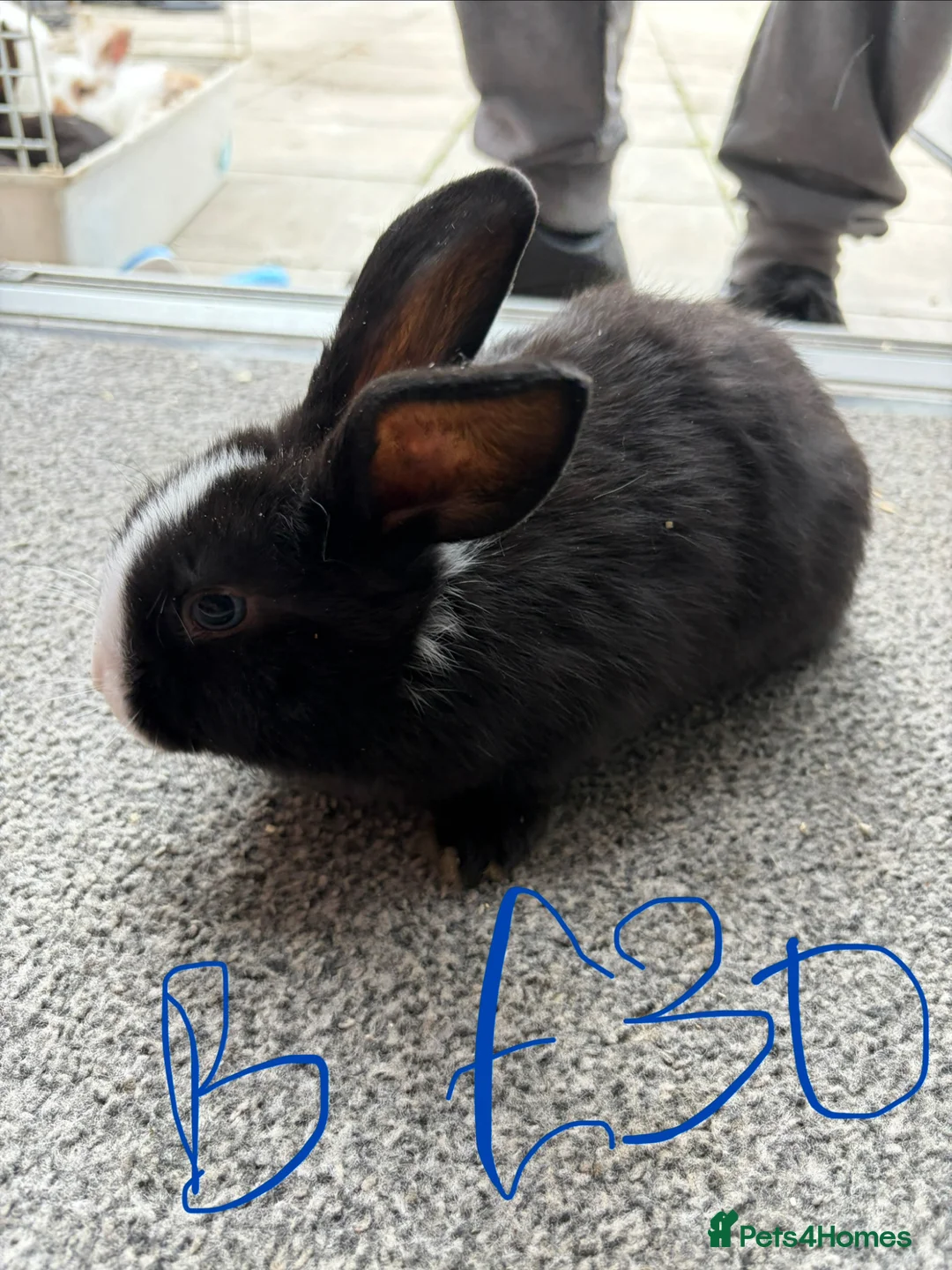 Lionhead rabbits for sale: Rabbits for sale - Advert 2