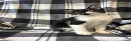 Mixed Breed cats for sale: 5 Gorgeous Kittens - Advert 3