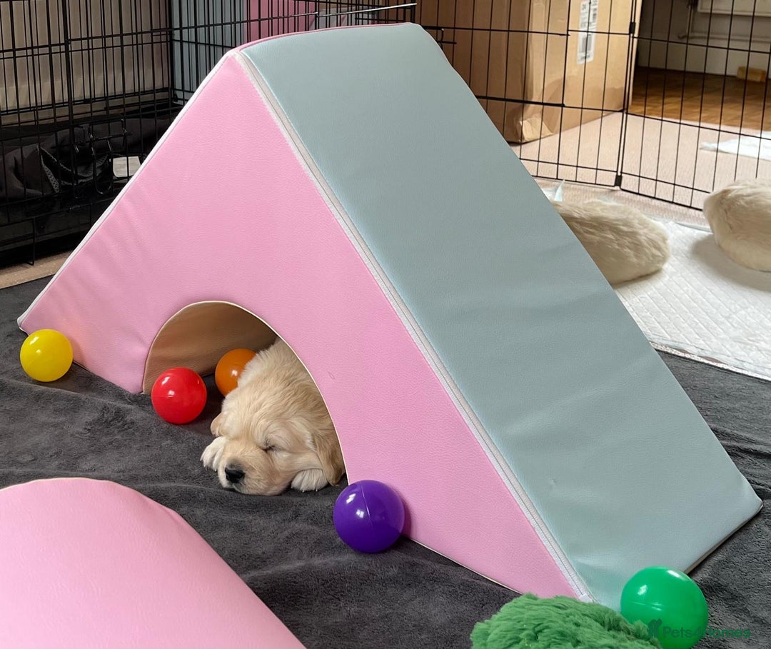 Golden Retriever dogs for sale: Fluffy Cream & Gold Golden Retriever Puppies - Image 21