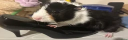 Guinea Pig rodents for sale: bonded guinea pigs for sale - Advert 9