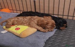 Cavalier King Charles Spaniel dogs for sale: 2 Cavalier king Charles puppies left - Image 20