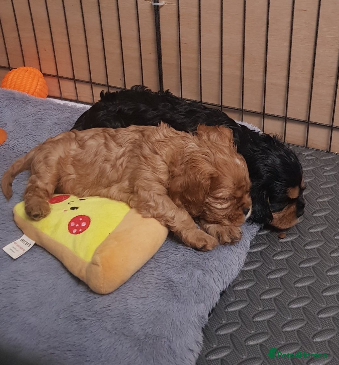 Cavalier King Charles Spaniel dogs for sale: 2 Cavalier king Charles puppies left - Image 20