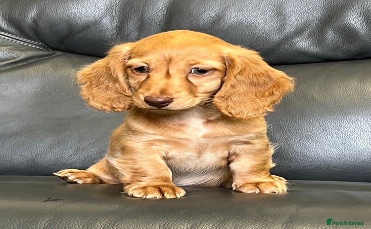 Miniature Dachshund dogs - Advert 7