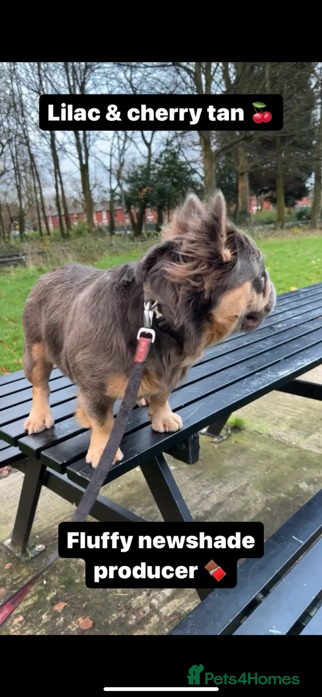 French Bulldog dogs for stud: Lilac & Cherry tan Fluffy in Manchester - Advert 9