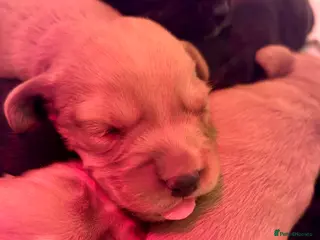 Cockerdor dogs Beautiful Cockerdors - Advert 9