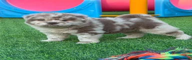 Stunning rare lilac merle female chowski 