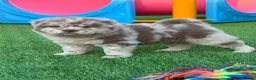 Chow Chow dogs for sale: Stunning Exotic colour chowski puppies for sale - Advert 33