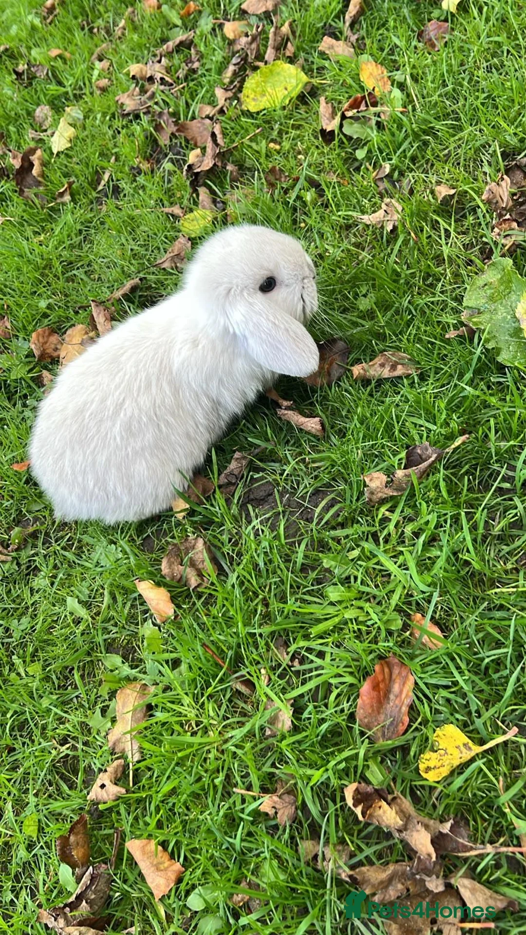 Mini Lop rabbits for sale: Mini loop - Advert 2