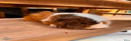 Guinea Pig rodents for sale: Guinea pigs  - Advert 3