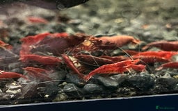 Shrimps fish for sale: Neocaridina bloody Mary red shrimp - Image 2