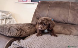 Cocker Spaniel dogs for sale: Cocker spaniel puppies  - Image 16
