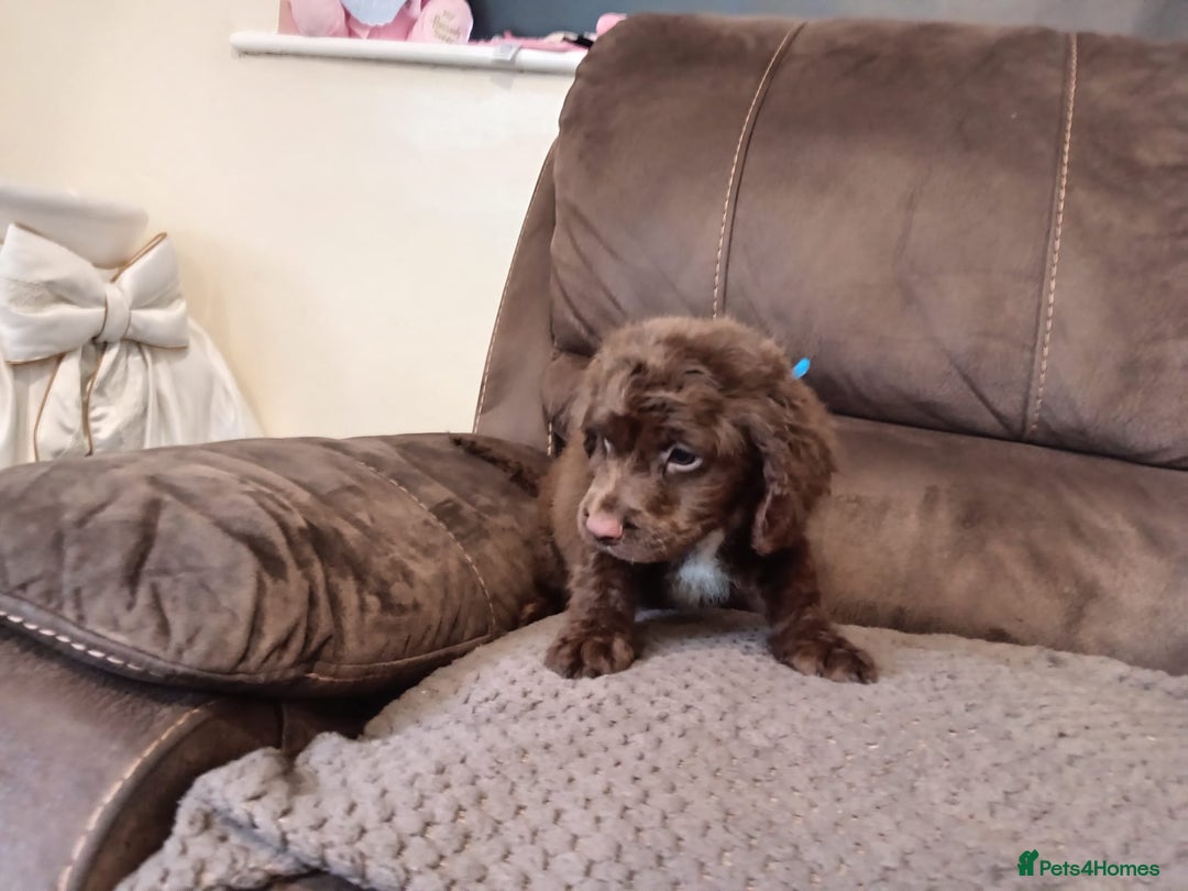 Cocker Spaniel dogs for sale: Cocker spaniel puppies  - Image 16