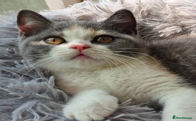 British Shorthair cats - Advert 2