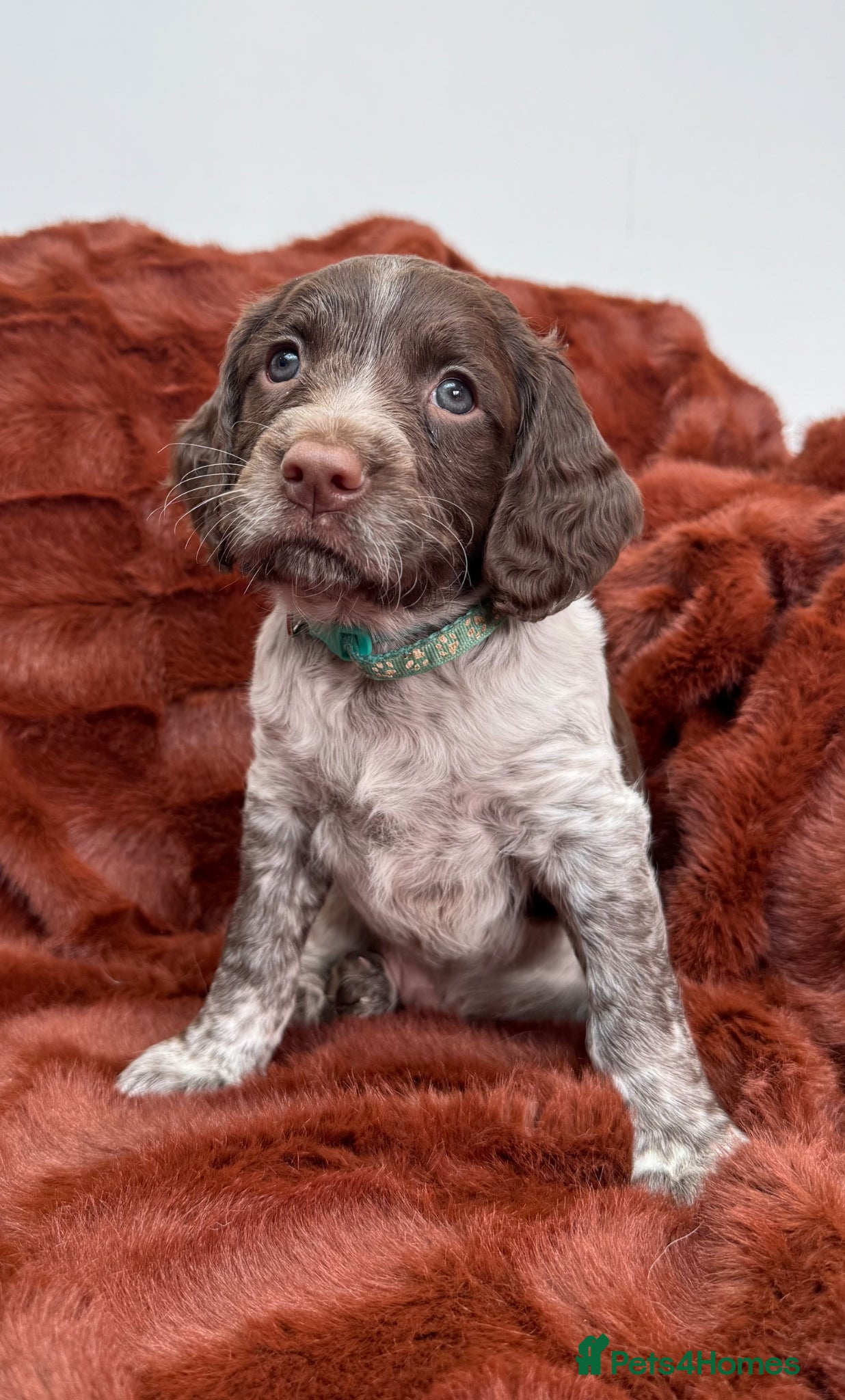 Sprocker dogs Stunning sprocker spaniels - Advert 1