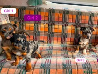 Jack Russell dogs Jack Russell - Advert 9