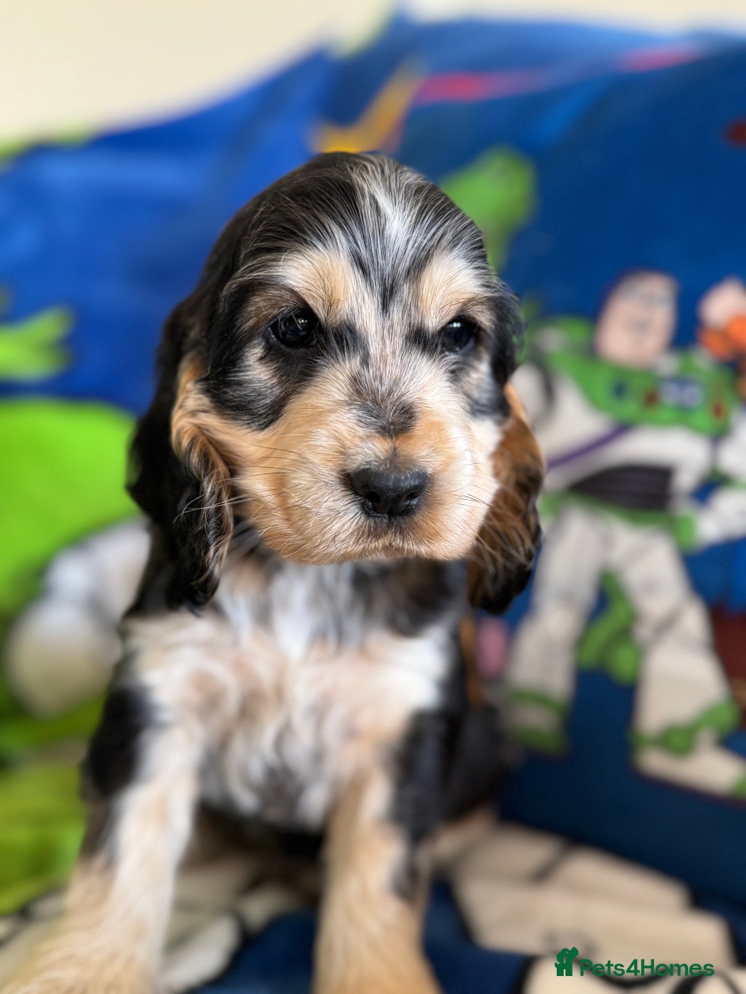 Cocker Spaniel dogs for sale: Last 2 boys fully vaccinated health checked  - Image 3