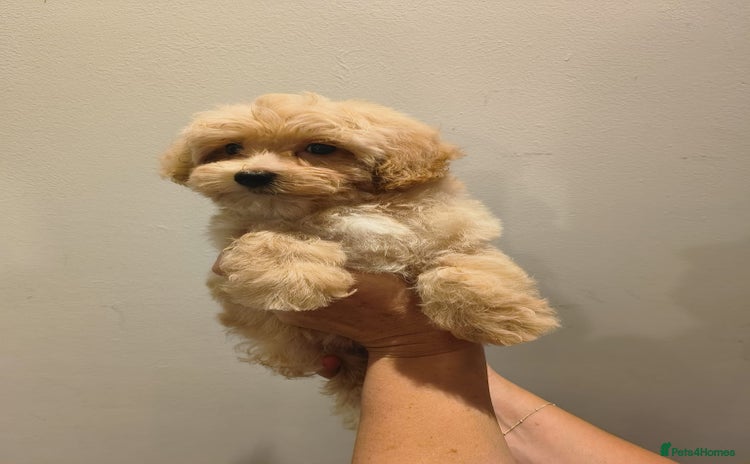 Maltipoo dogs - Advert 14