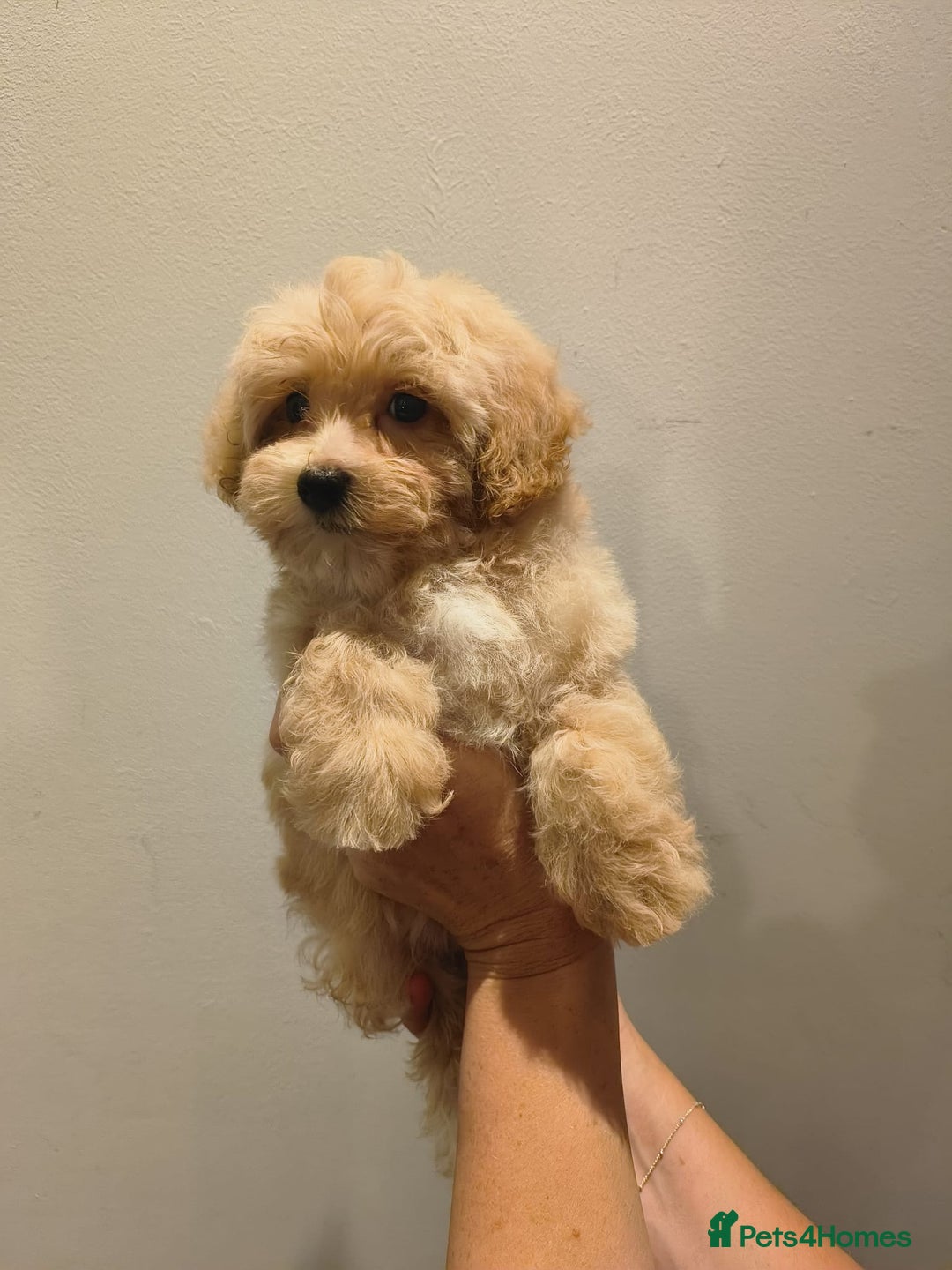 Maltipoo dogs for sale: Tiny maltipoo puppies - Image 1