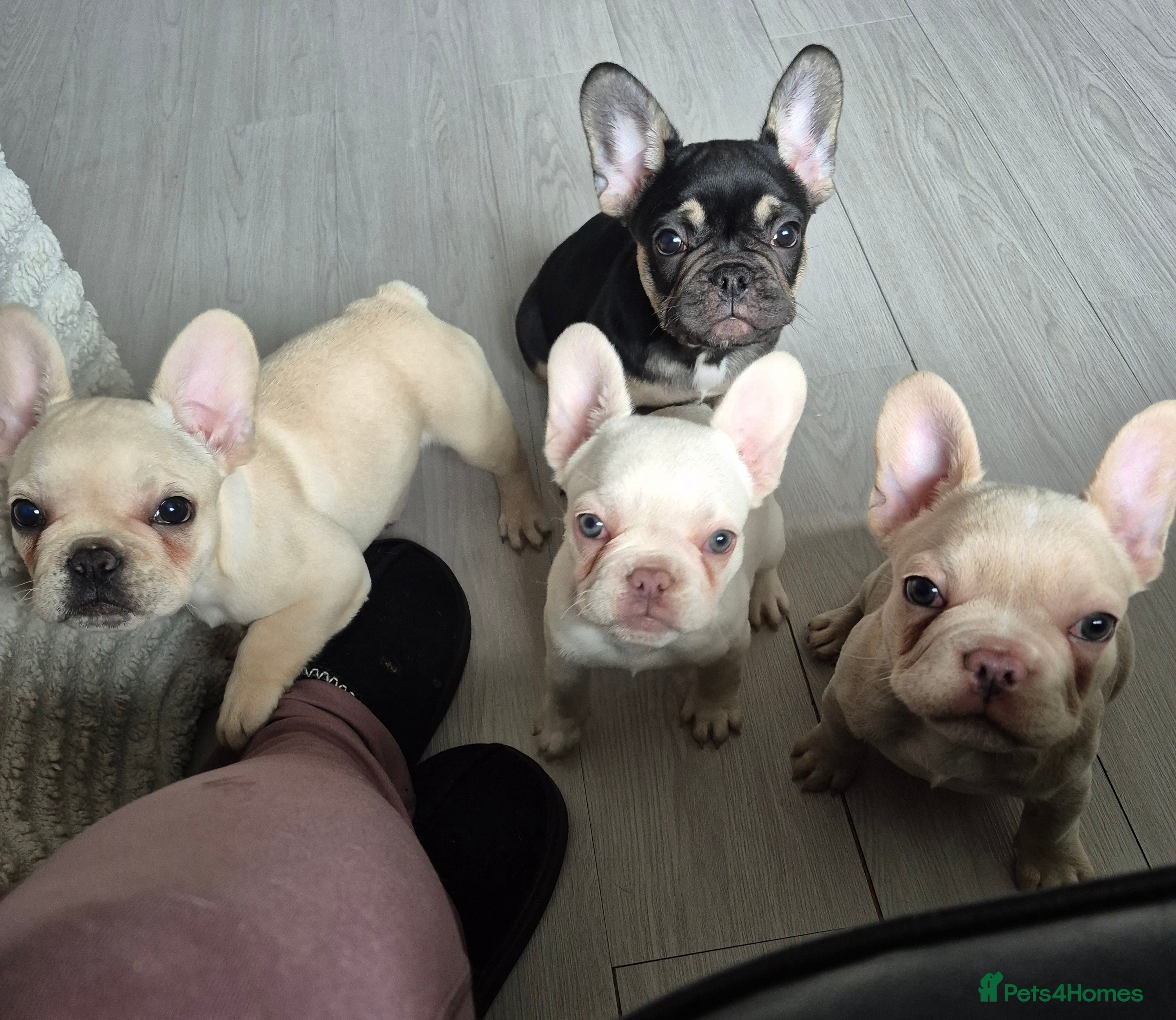 French Bulldog dogs DWKC French Bulldogs ready to leave  - Advert 8
