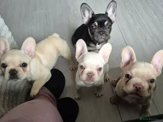 French Bulldog dogs DWKC French Bulldogs ready to leave - Advert 8