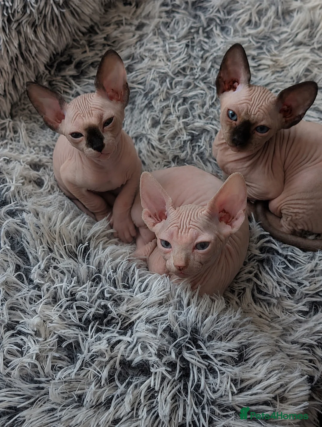 Sphynx cats for sale: Sphynx Kittens  - Advert 2