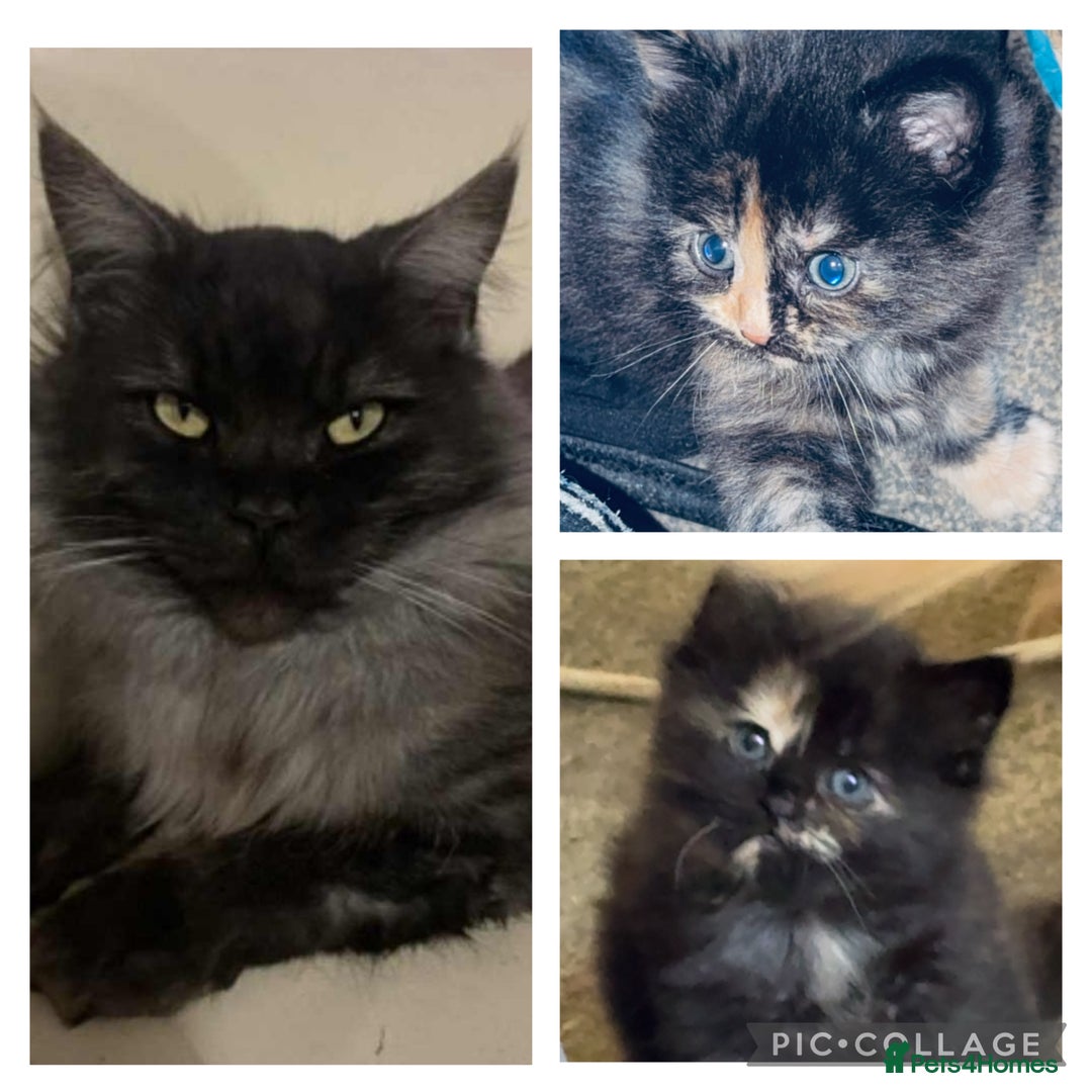 Mixed Breed cats for sale: half maincoon kittens  - Image 10