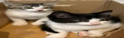 Mixed Breed cats for sale: 9 weeks old beautiful kitten  in Orpington - Advert 15