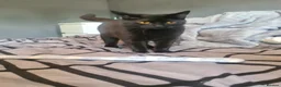 British Shorthair cats for sale: Beautiful female 1year old - Advert 8