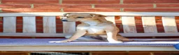 Mixed Breed dogs for adoption: Trudy - Advert 12