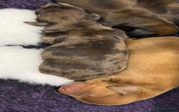 Miniature Dachshund dogs for sale: Beautiful long haired dapple girl  - Image 12