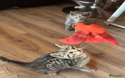 British Shorthair cats for sale: 5 adorable kittens  - Image 8