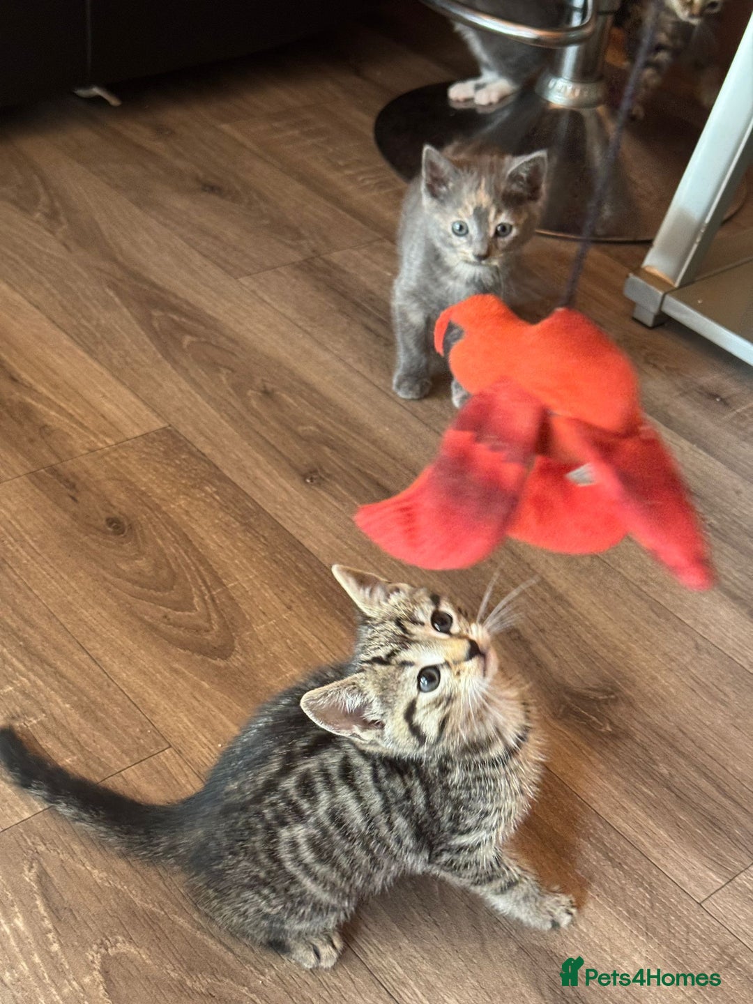 British Shorthair cats for sale: 5 adorable kittens  - Image 8
