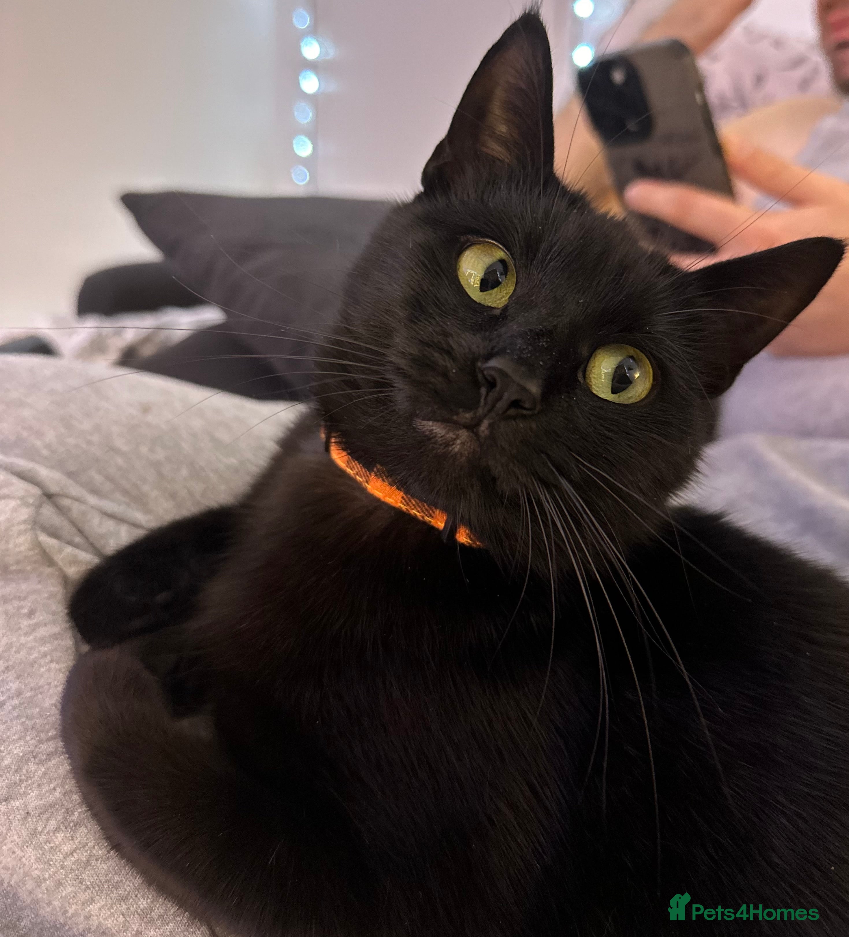 Mixed Breed cats Stunning grey kitten - Advert 1