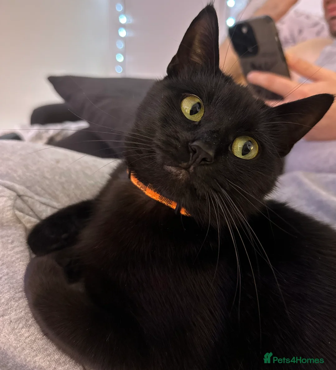 Mixed Breed cats for sale: Stunning grey kitten - Advert 1