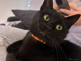 Mixed Breed cats Stunning grey kitten - Advert 1