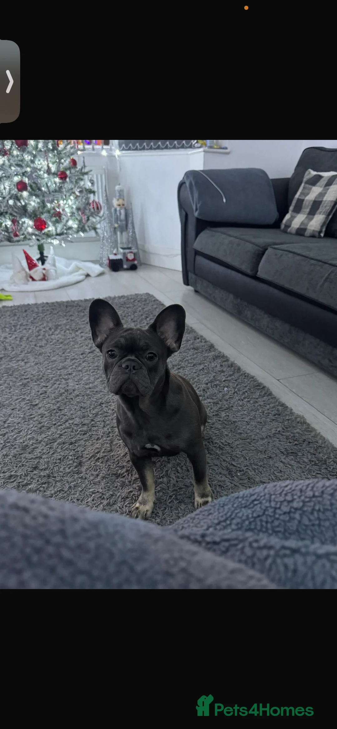 French Bulldog dogs for sale: French bull dog  - Advert 1