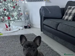 French Bulldog dogs French bull dog - Advert 1