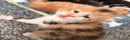 Mixed Breed cats for sale: 6 Kittens - Advert 8