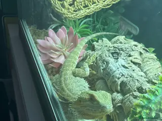 Bearded Dragon reptiles Breaded dragon and set up For sale - Advert 1