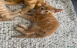 Domestic Shorthair cats for sale: Healthy full ginger female girl kittens  - Image 3