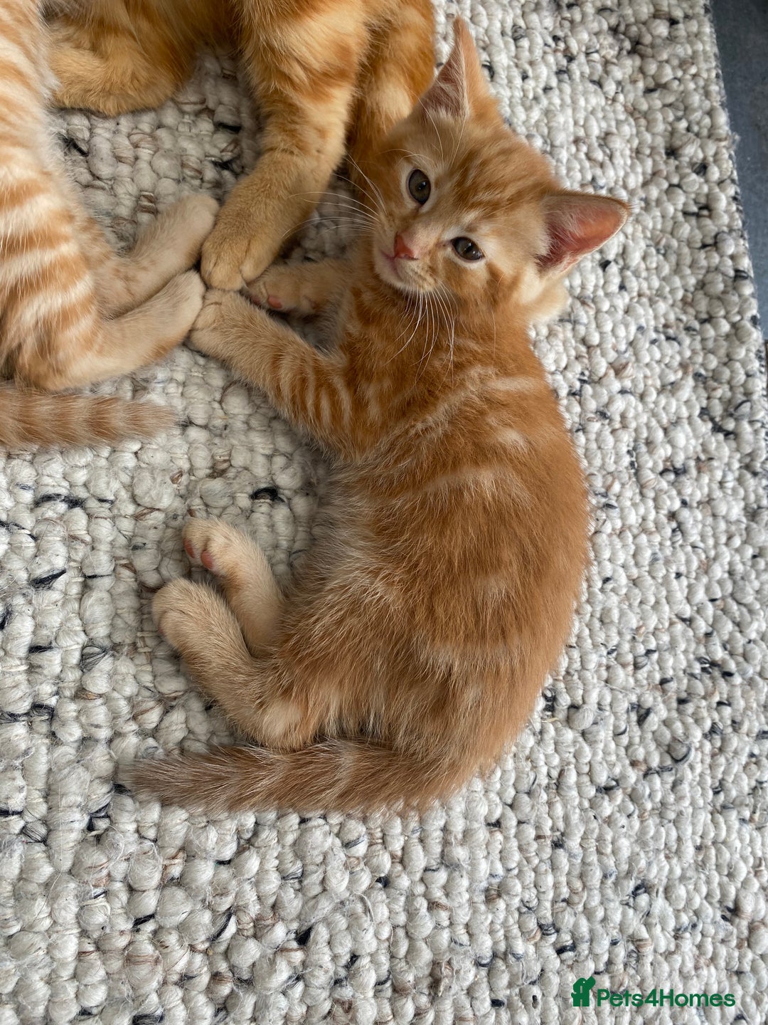 Domestic Shorthair cats for sale: Healthy full ginger female girl kittens  - Image 3