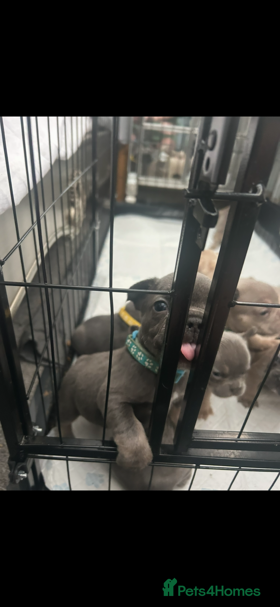 French Bulldog dogs 9 top quality fluffy carrying french bulldogs  - Advert 15