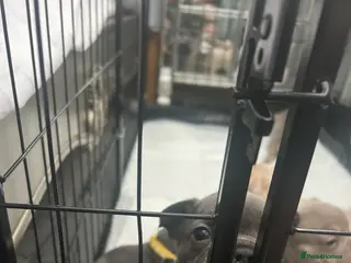 French Bulldog dogs 9 top quality fluffy carrying french bulldogs - Advert 15