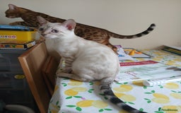 Bengal cats for sale: Health-checked TICA Family Bengal Kitten READY NOW in Warminster - Image 16