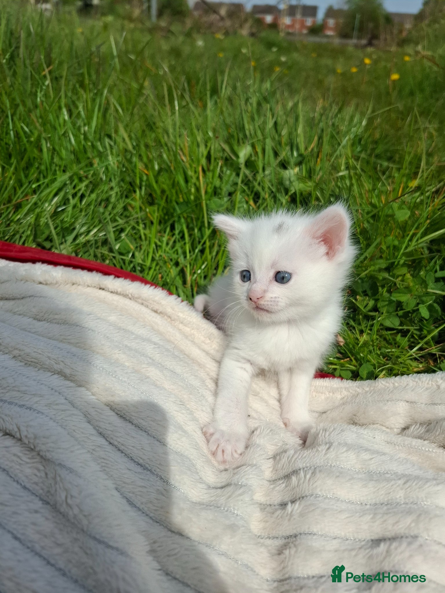 Devon Rex cats for sale: Mr Turbo - Advert 2