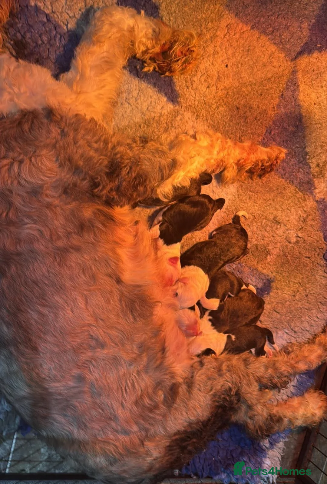 Old English Sheepdog dogs for sale: Fully health tested and registered showline OES - Advert 2
