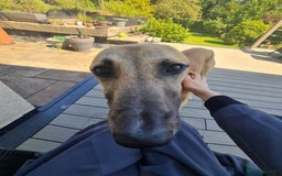 Greyhound dogs for sale: Mako - 9 month old greyhound - sweetest little boy - Image 3