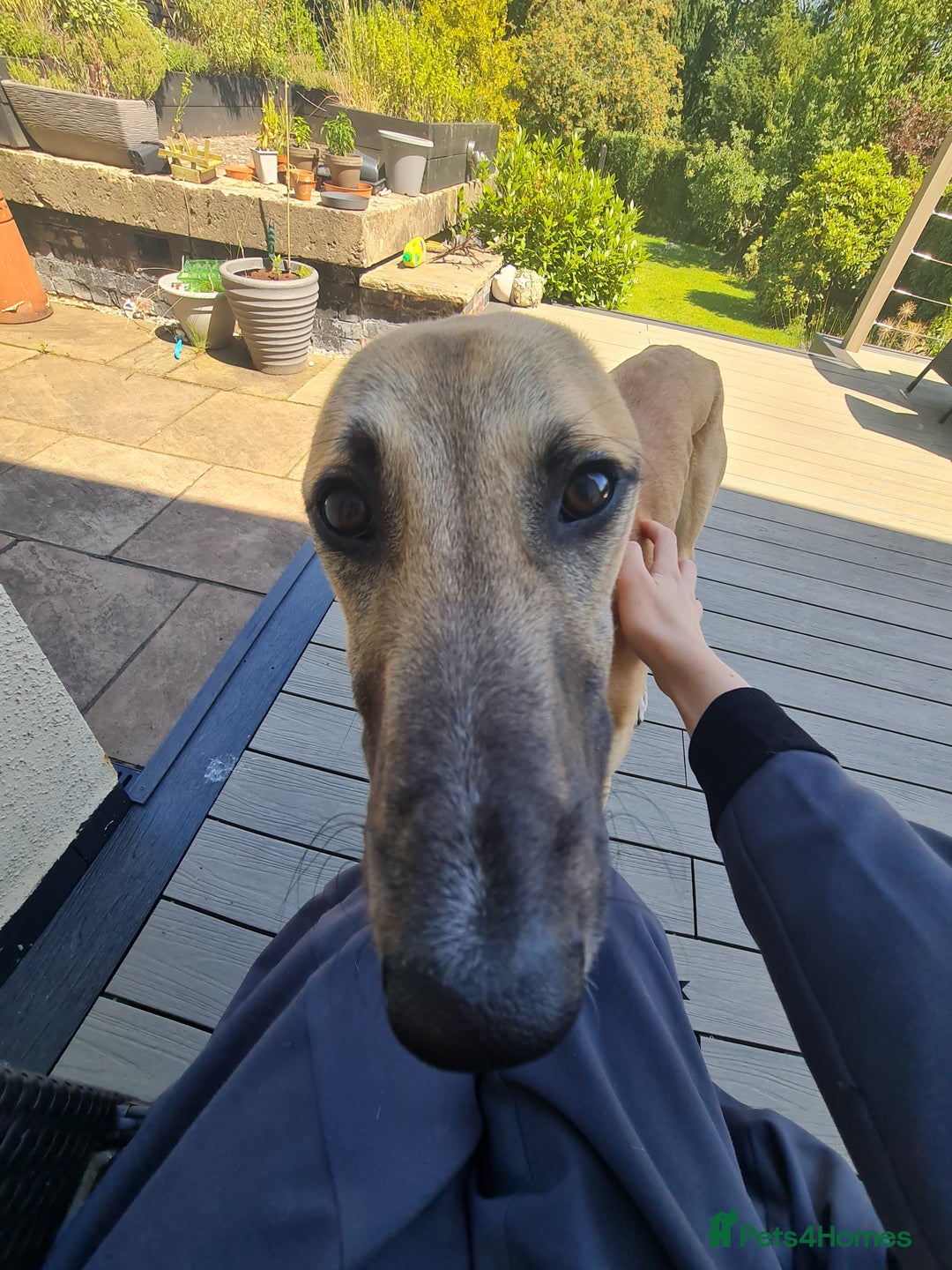 Greyhound dogs for sale: Mako - 9 month old greyhound - sweetest little boy - Image 3